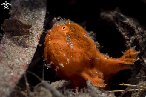 A Antennarius pictus | Painted Frogfish