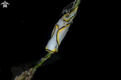 A Chelidonura pallida | Chelidonura pallida