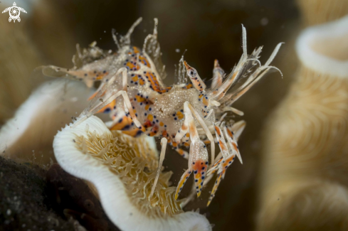 A Phyllognathia ceratophthalma | Tiger Shrimp