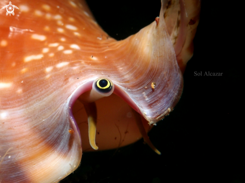 A conch