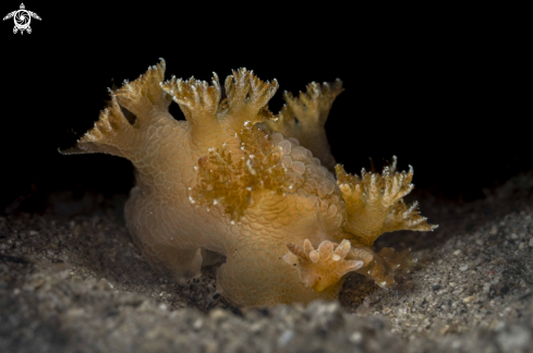 A Marionia sp. | Marionia sp.