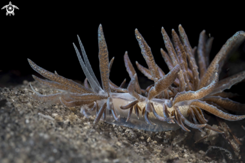 A Phyllodesmium crypticum | Phyllodesmium crypticum