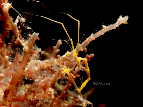 A skeleton shrimp