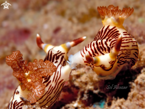 A nembrotha nudibranch