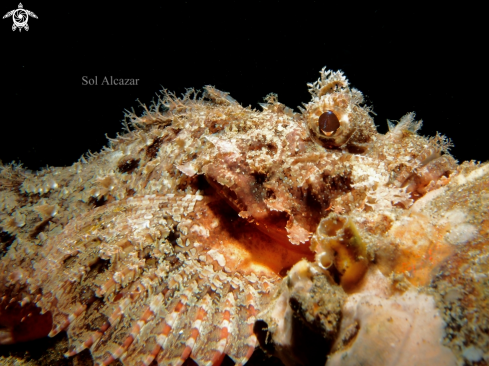 A scorpionfish