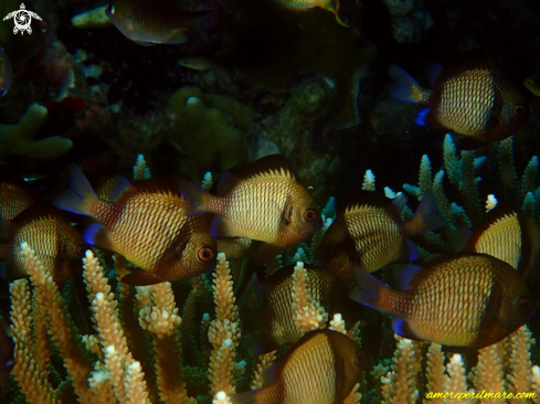 A Pesce marino