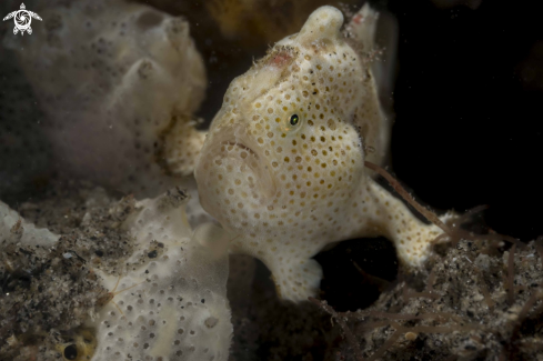 A Antennarius pictus | Painted Frogfish