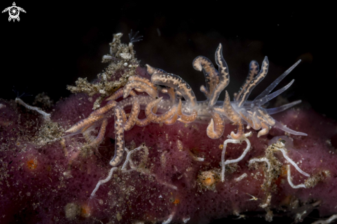 A Phyllodesmium poindimiei | Phyllodesmium poindimiei