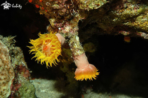 A soft coral plyps