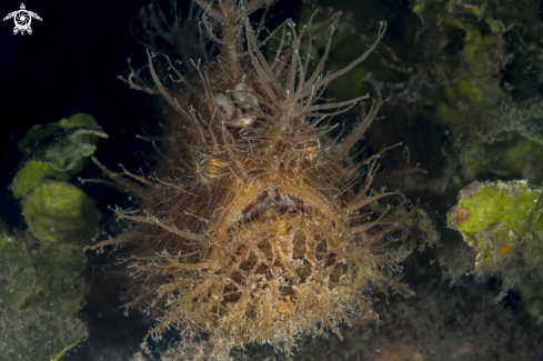 A Antennarius striatus | Hairy Frogfish