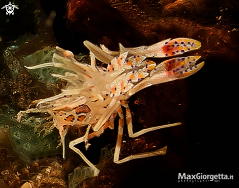 A tiger shrimp