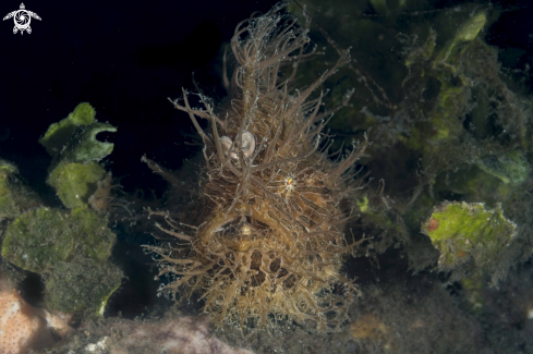 A Antennarius striatus | Hairy Frogfish