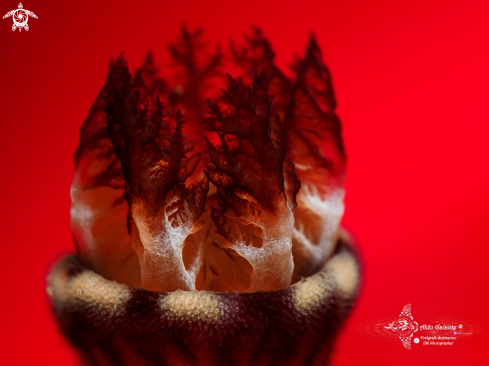 A Jorunna rubescens (Bergh, 1876) | Nudibranch