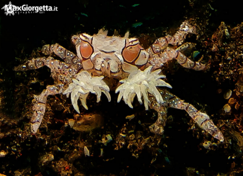 A boxer crab