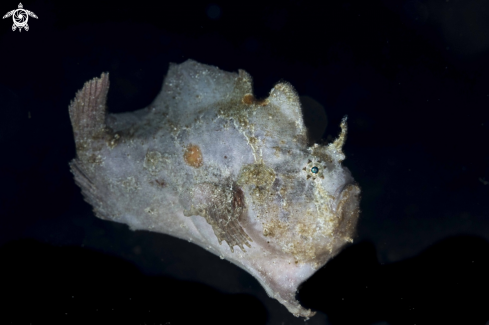 A Antennatus nummifer | Spotfin Frogfish