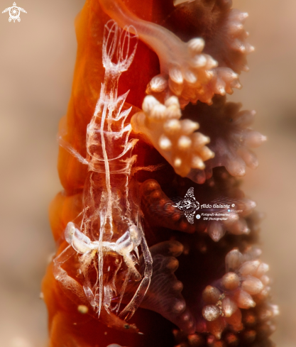 A Ghost Shrimp