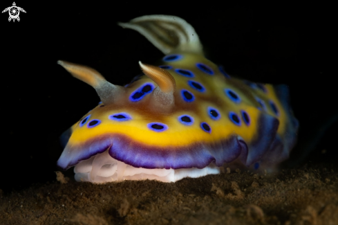 A Goniobranchus kuniei nudibranch