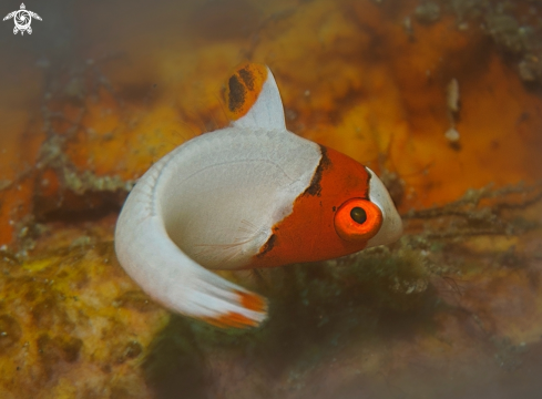 A Cetoscarus ocellatus (Valenciennes, 1840) | Bicolor Parrotfish