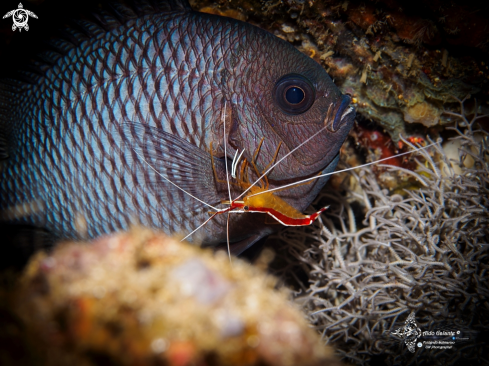 A Damselfish & Cleaner Shrimp