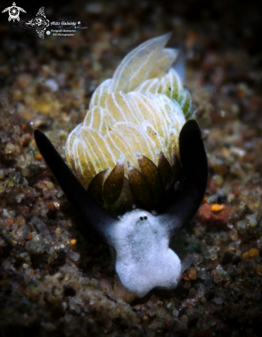 A Sea Slug