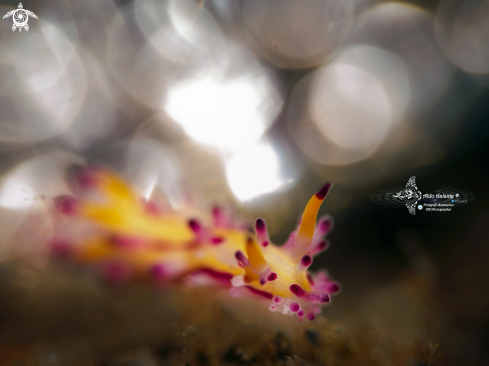 A Dea Slug