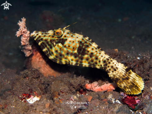 A Aluterus scriptus (Osbeck, 1765) | Scribbled Leatherjacket Filefish