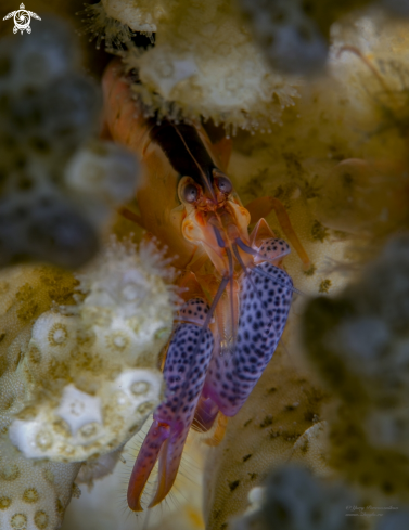 A little lobster