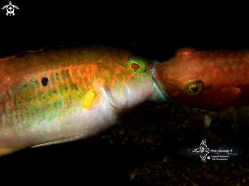 A Fish
