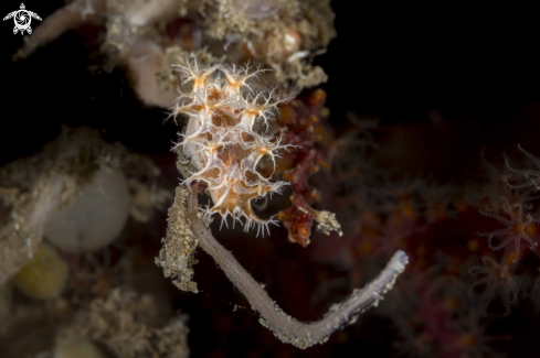 A Tritonia bollandi | Tritonia bollandi