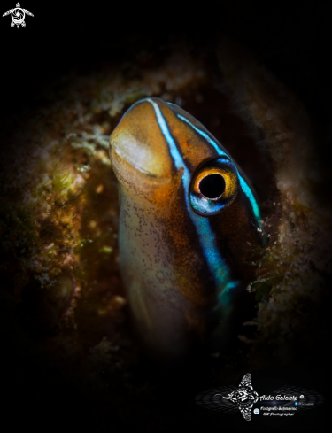 A Blue Striped Blenny