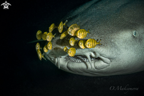 A School of Juveniles bright yellow with dark bars Golden Trevally (Gnathanodon speciosus) and Tawny nurse shark (Nebrius ferrugineus)