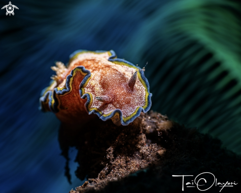 A Glossodoris sp.