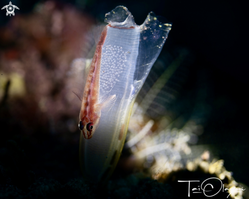 A Goby