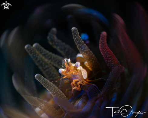 A Sexy shrimp 