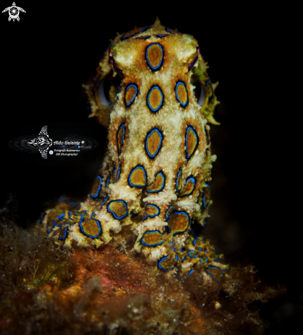 A Blue Ring Octopus