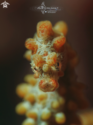 A Pygmy Seahorse Bargibanti (Size: 18 mm./0.70 Inch) 