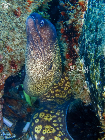 A Murène