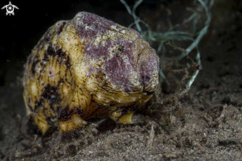 A Antennatus tuberculata