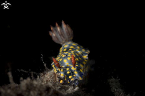 A Hypselodoris roo