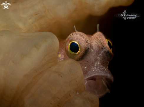 A Blenny