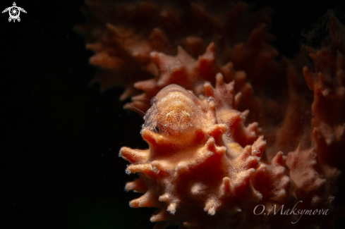 A Cryptic Sponge Shrimp (Gelastocaris paronae)
