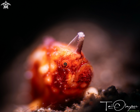 A Pygmy frogfish