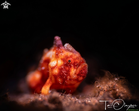 A Pygmy frogfish
