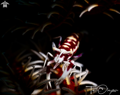 A Commensal shrimp