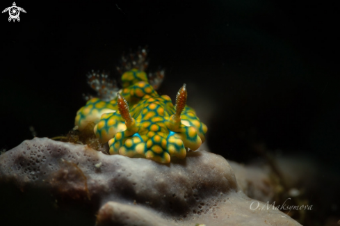 A Miamira sinuata