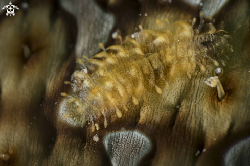 A Scale Worm