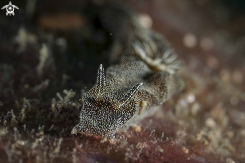 A Doriprismatica stellata