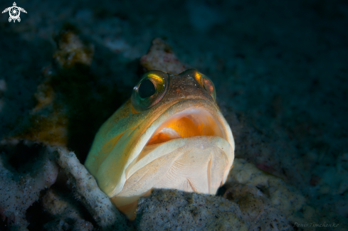 A JAWFISH