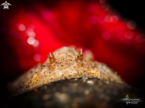 A Nudibranch