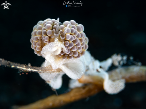A Nudibranch